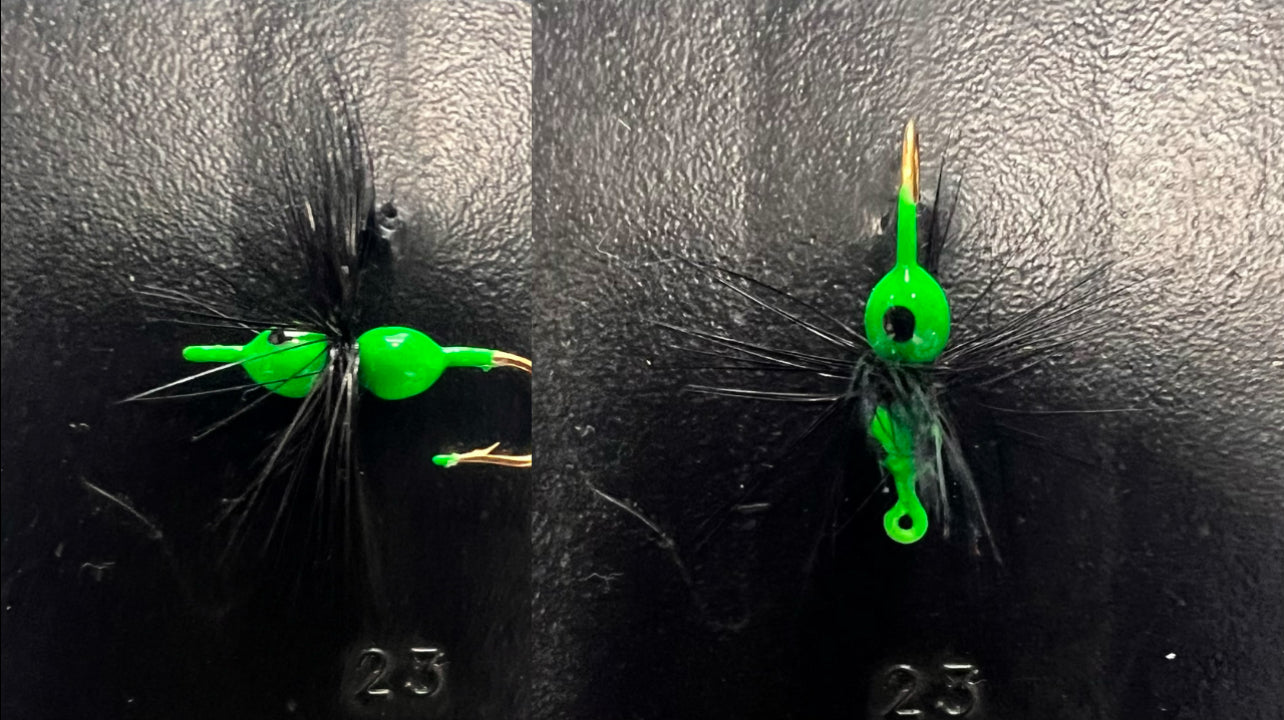 Ken's Hackle Ant