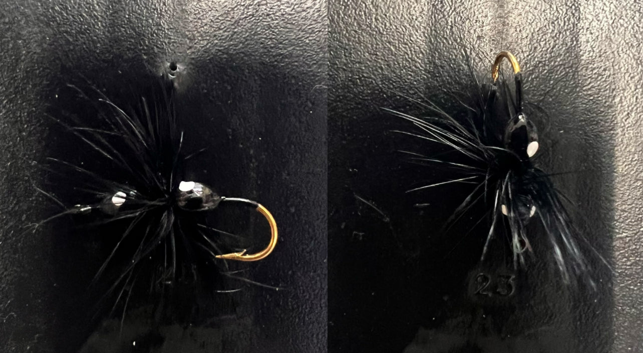 Ken's Hackle Ant